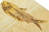 Limestone With Two Detailed Fossil Fish (Knightia) - Wyoming #384488-2